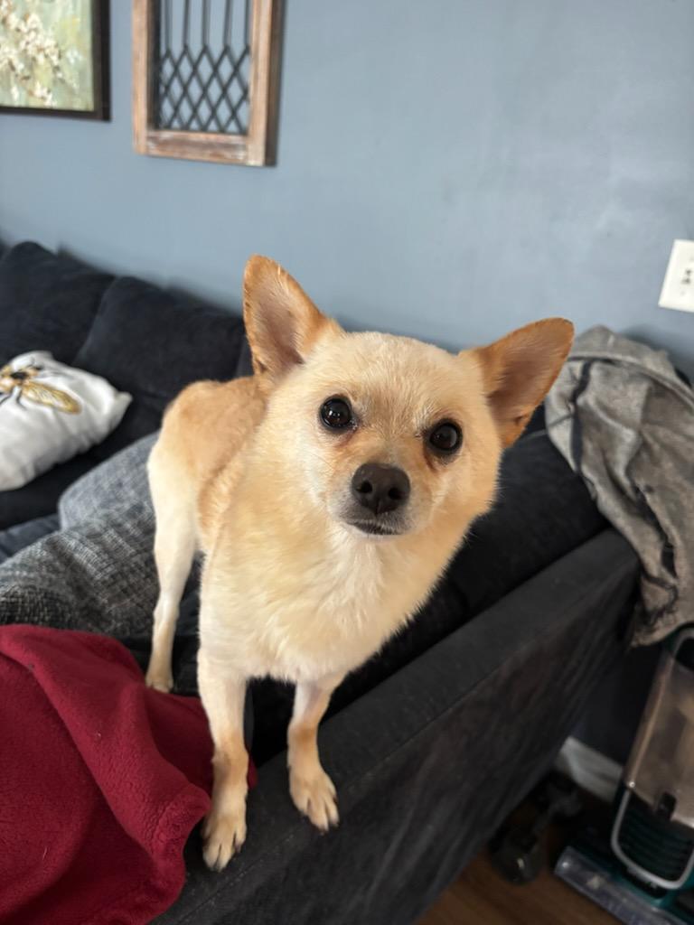 Bear, ADOPTABLE, Adult Male Chihuahua.
