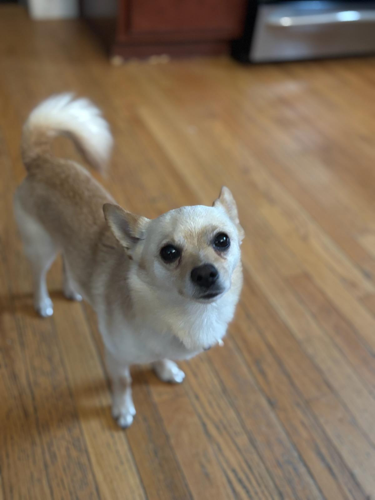 Bear, a ADOPTABLE mixed breed in Covington, KY image 2/4