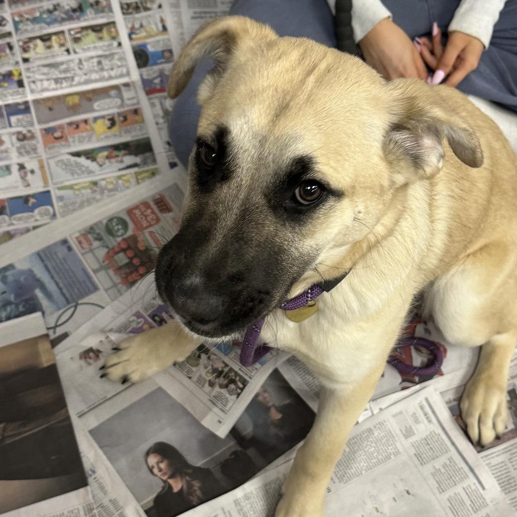 Piper — thumbnail 2