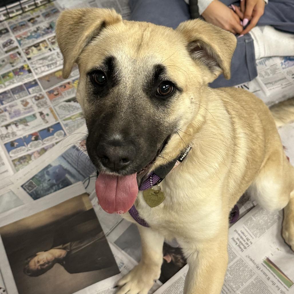 Piper — thumbnail 3