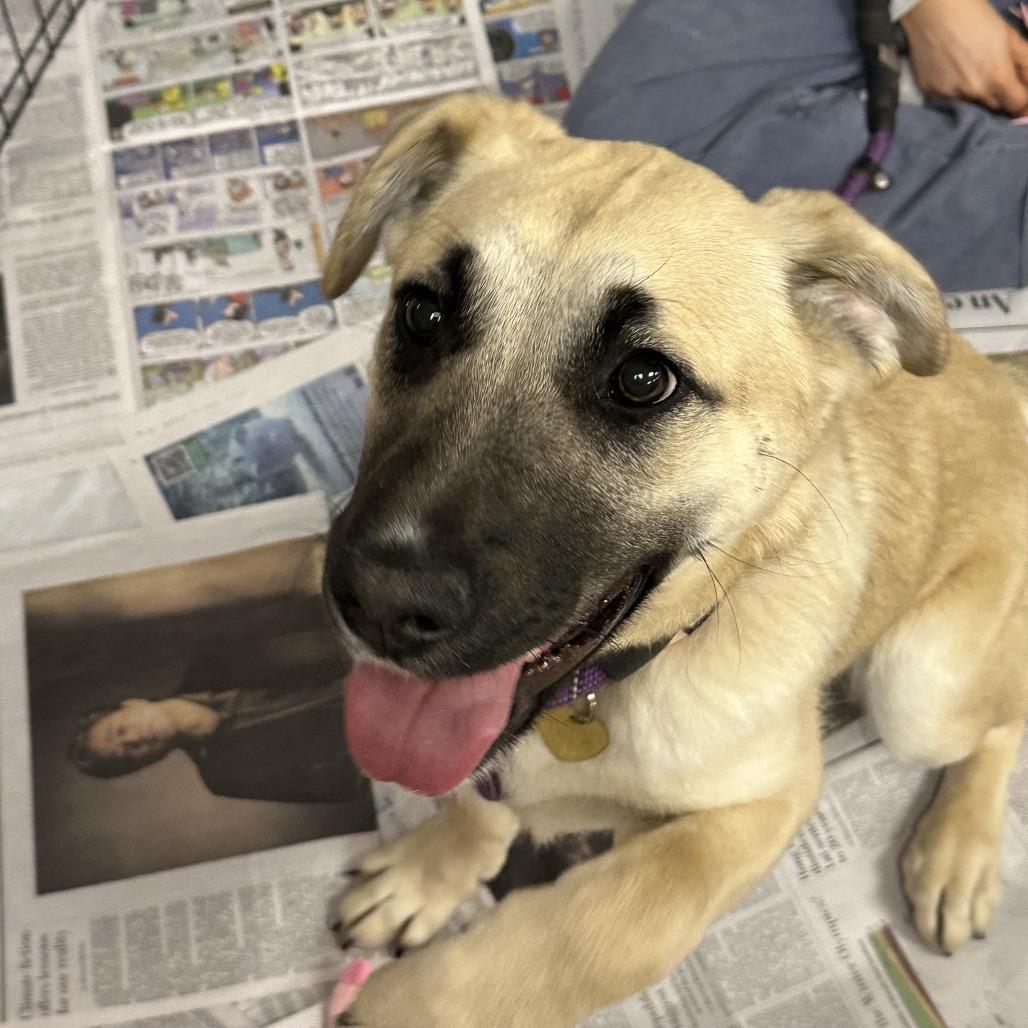 Piper — thumbnail 4