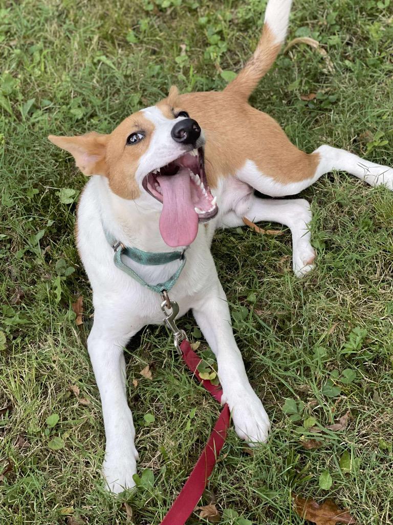 Enlarge Nemo, a Adoptable mixed breed in Decatur, IN image 1/3