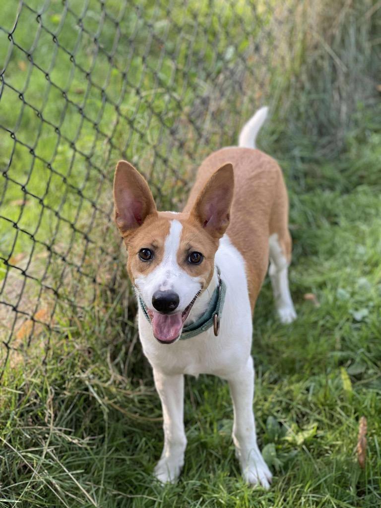 Enlarge Nemo, a Adoptable mixed breed in Decatur, IN image 2/3