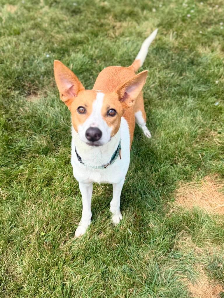 Enlarge Nemo, a Adoptable mixed breed in Decatur, IN image 2/6