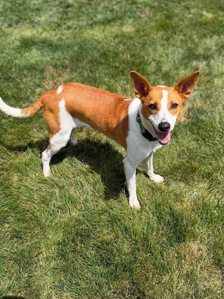 Enlarge Nemo, a Adoptable mixed breed in Decatur, IN image 3/6