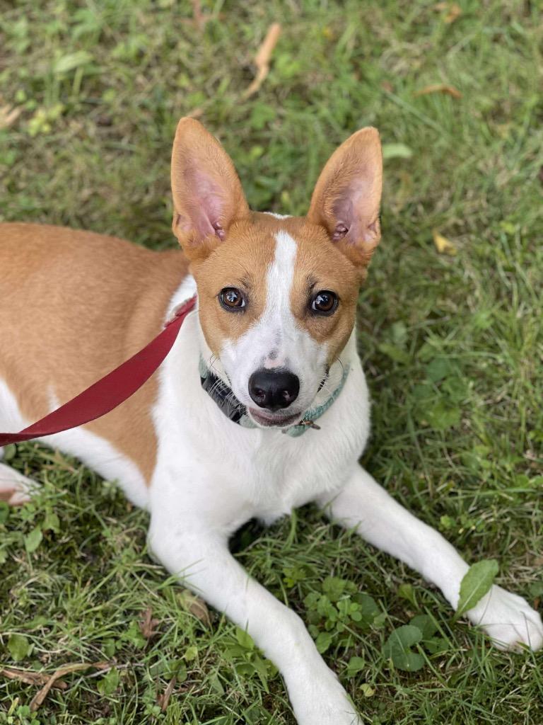 Nemo, a Adoptable mixed breed in Decatur, IN image 2/3