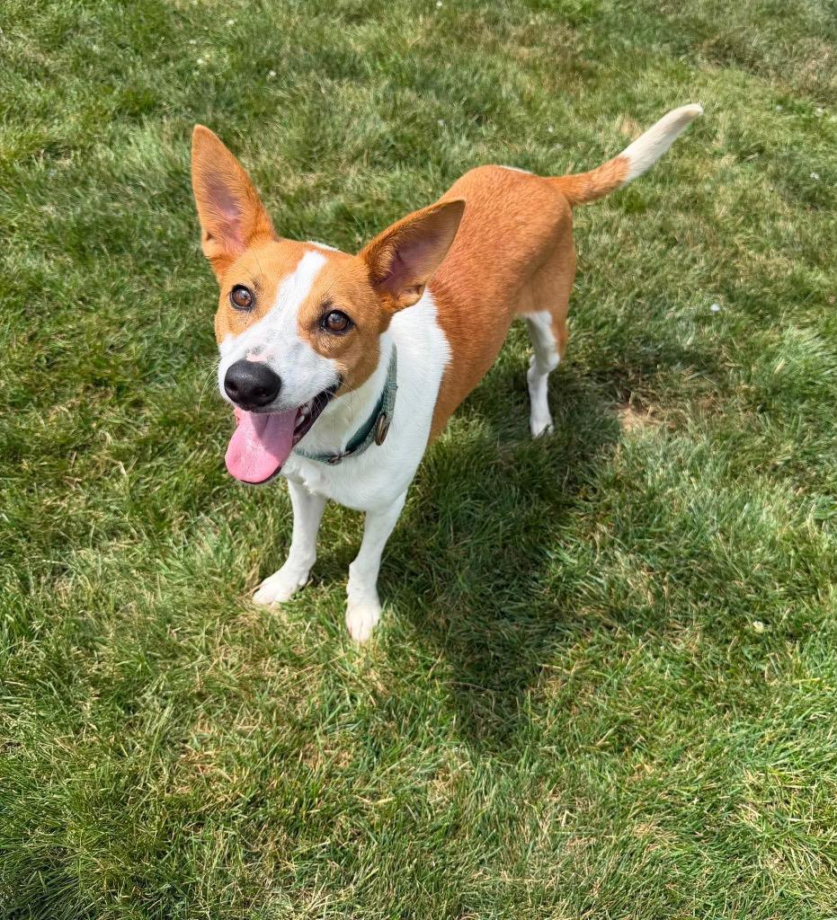 Enlarge Nemo, a Adoptable mixed breed in Decatur, IN image 6/6