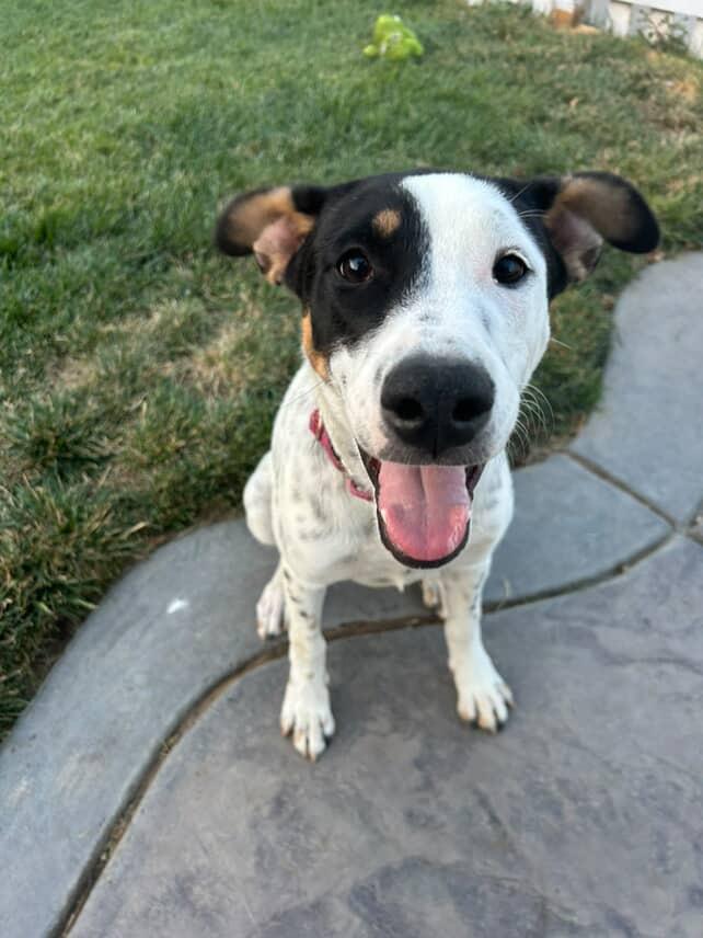 Enlarge Stella, a Adoptable mixed breed in Sacramento, CA image 2/5