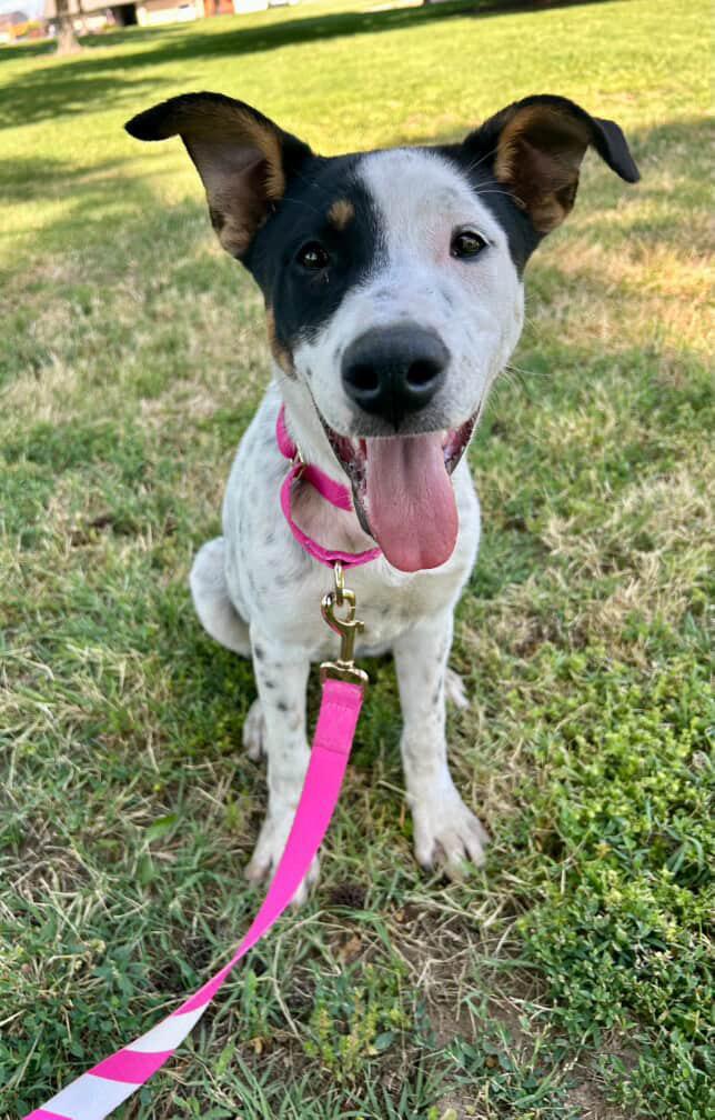 Enlarge Stella, a Adoptable mixed breed in Sacramento, CA image 1/5