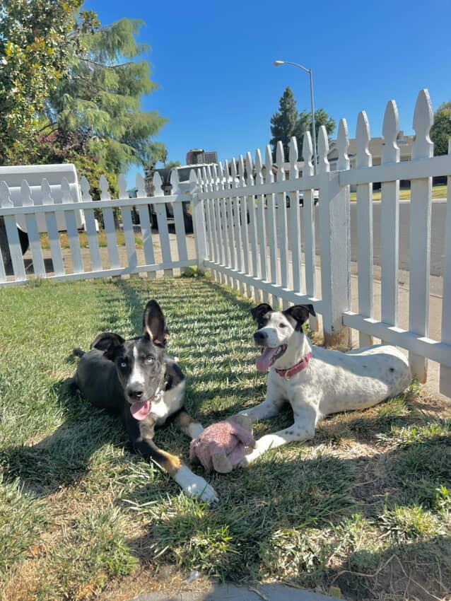 Enlarge Stella, a Adoptable mixed breed in Sacramento, CA image 3/5