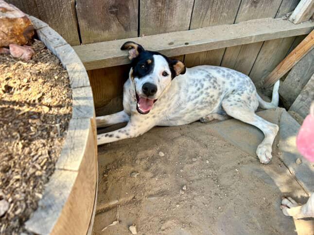 Enlarge Stella, a Adoptable mixed breed in Sacramento, CA image 4/5