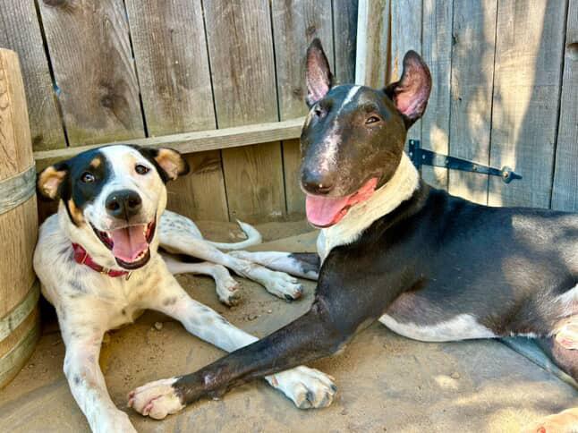 Enlarge Stella, a Adoptable mixed breed in Sacramento, CA image 5/5