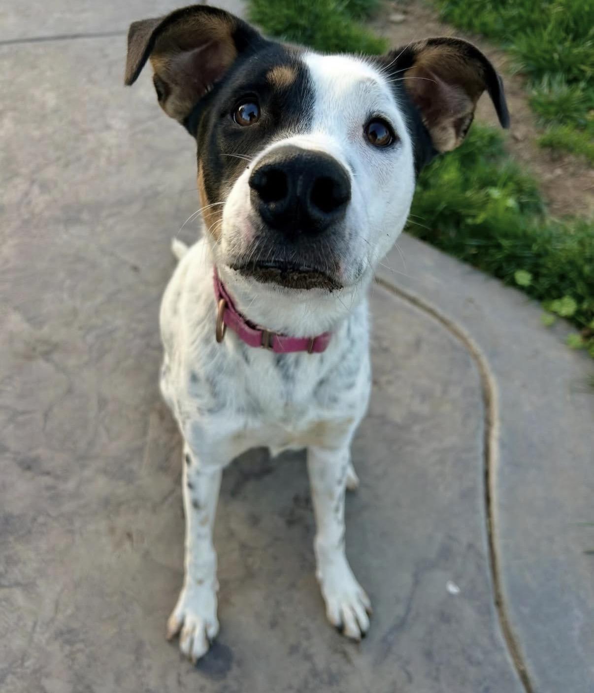 Stella, a Adoptable mixed breed in Sacramento, CA image 1/6