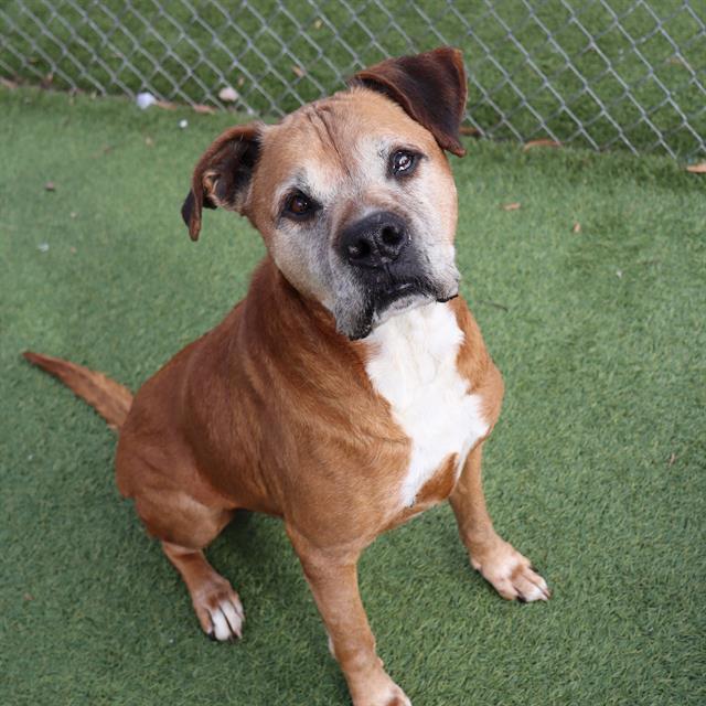 FRAZIER, Adoptable, Senior Male Mixed Breed.