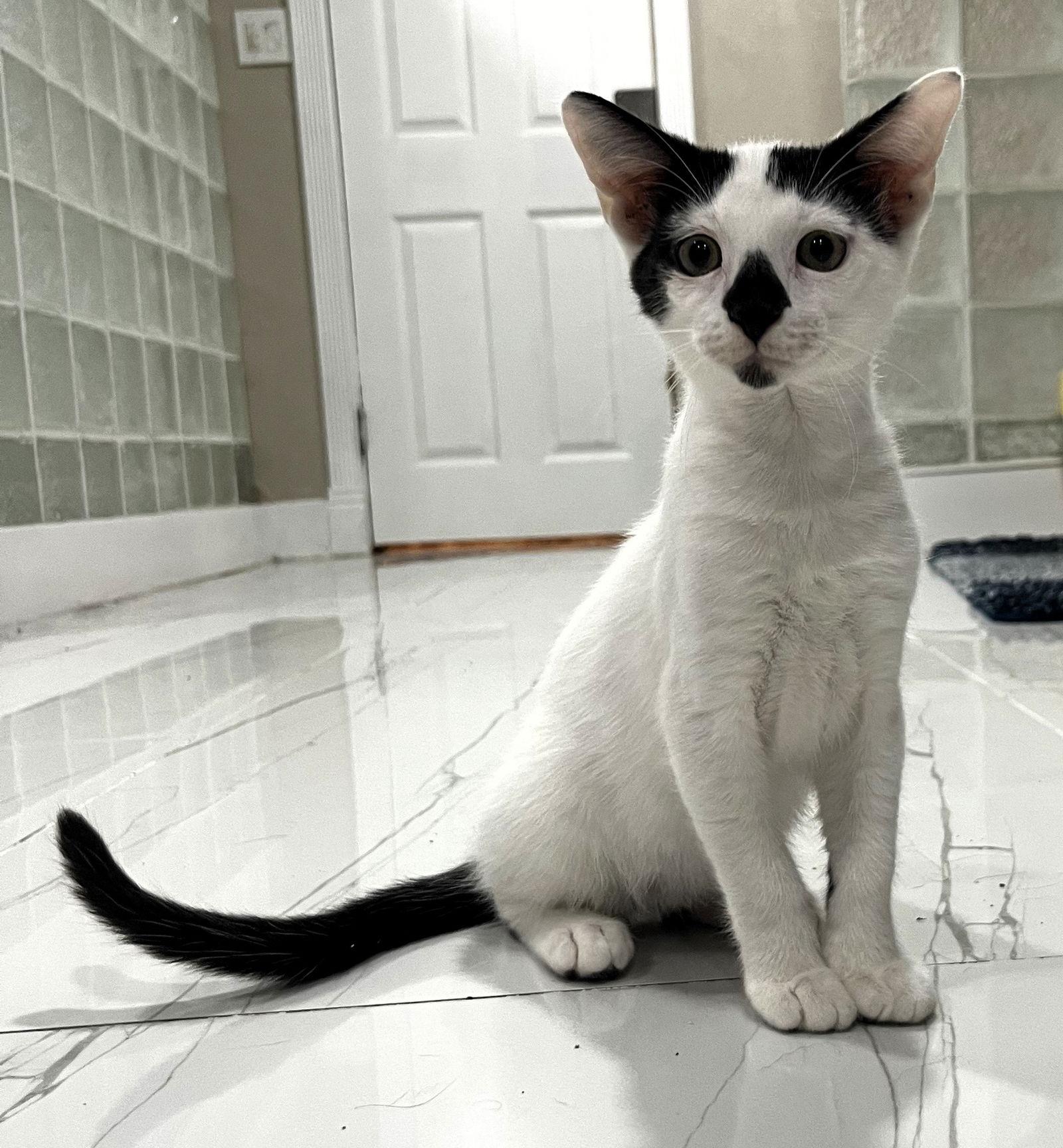 Hazelnut, Adopted, Kitten Male Domestic Short Hair.