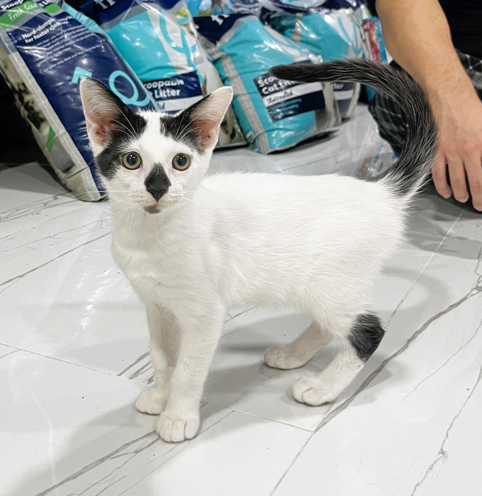 Enlarge Hazelnut, a Adopted Domestic Short Hair in Lighthouse Point, FL image 2/3