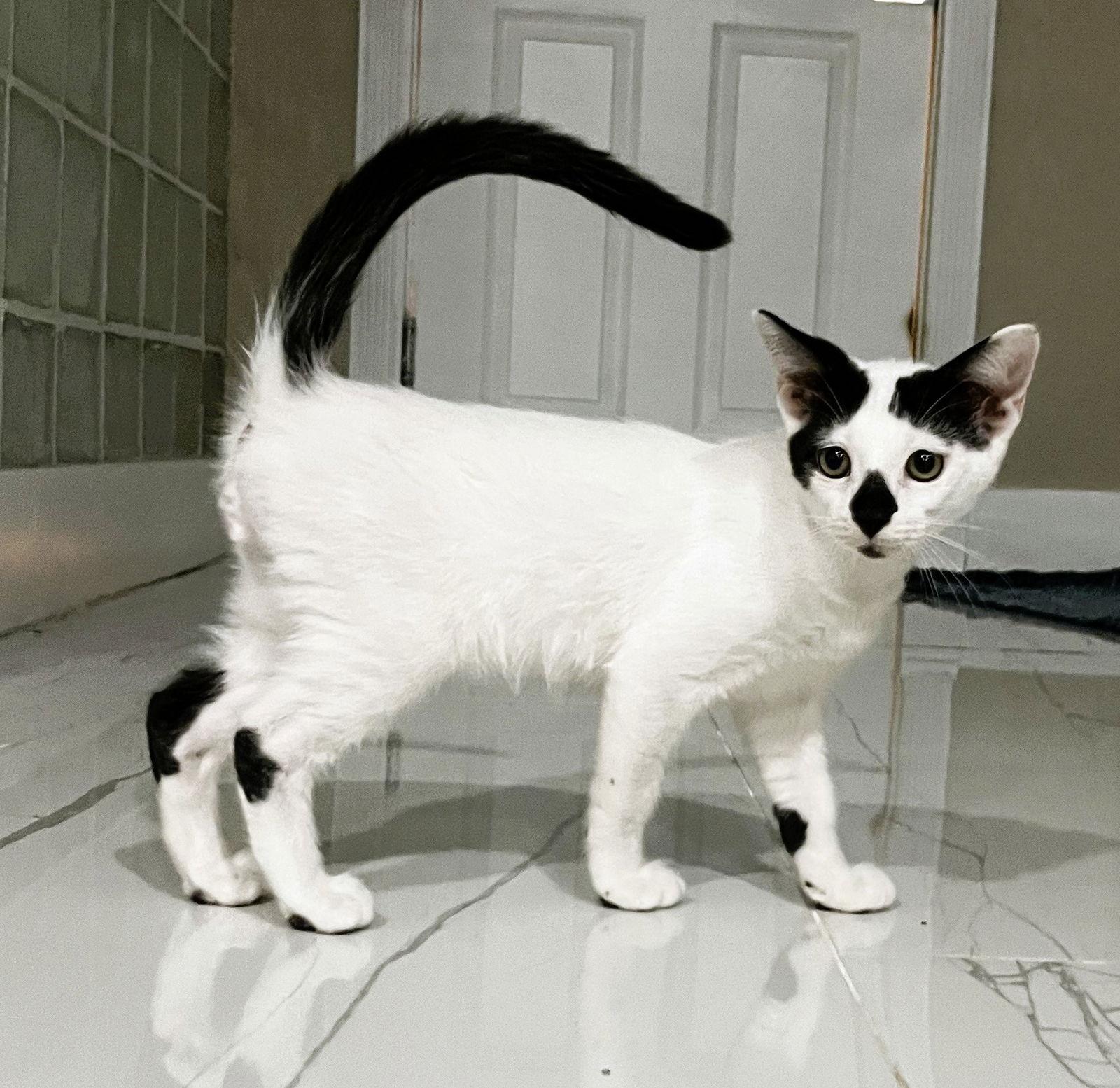 Enlarge Hazelnut, a Adopted Domestic Short Hair in Lighthouse Point, FL image 3/3