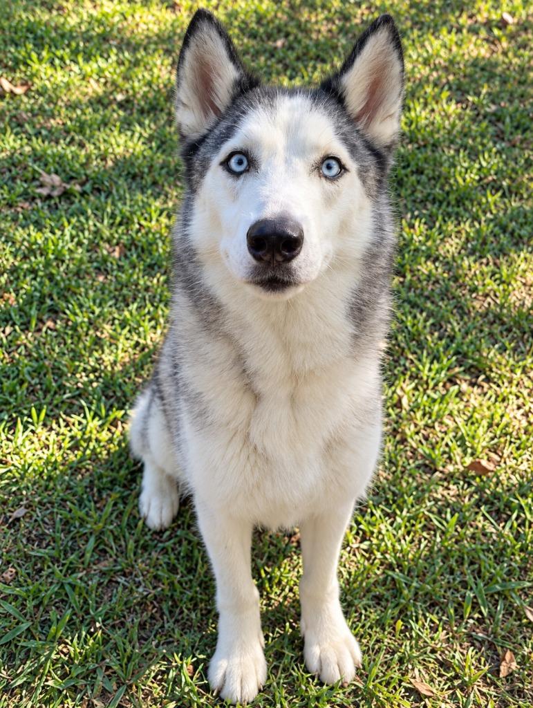 Denny, Adoptable, Adult Male Husky & Mixed Breed.