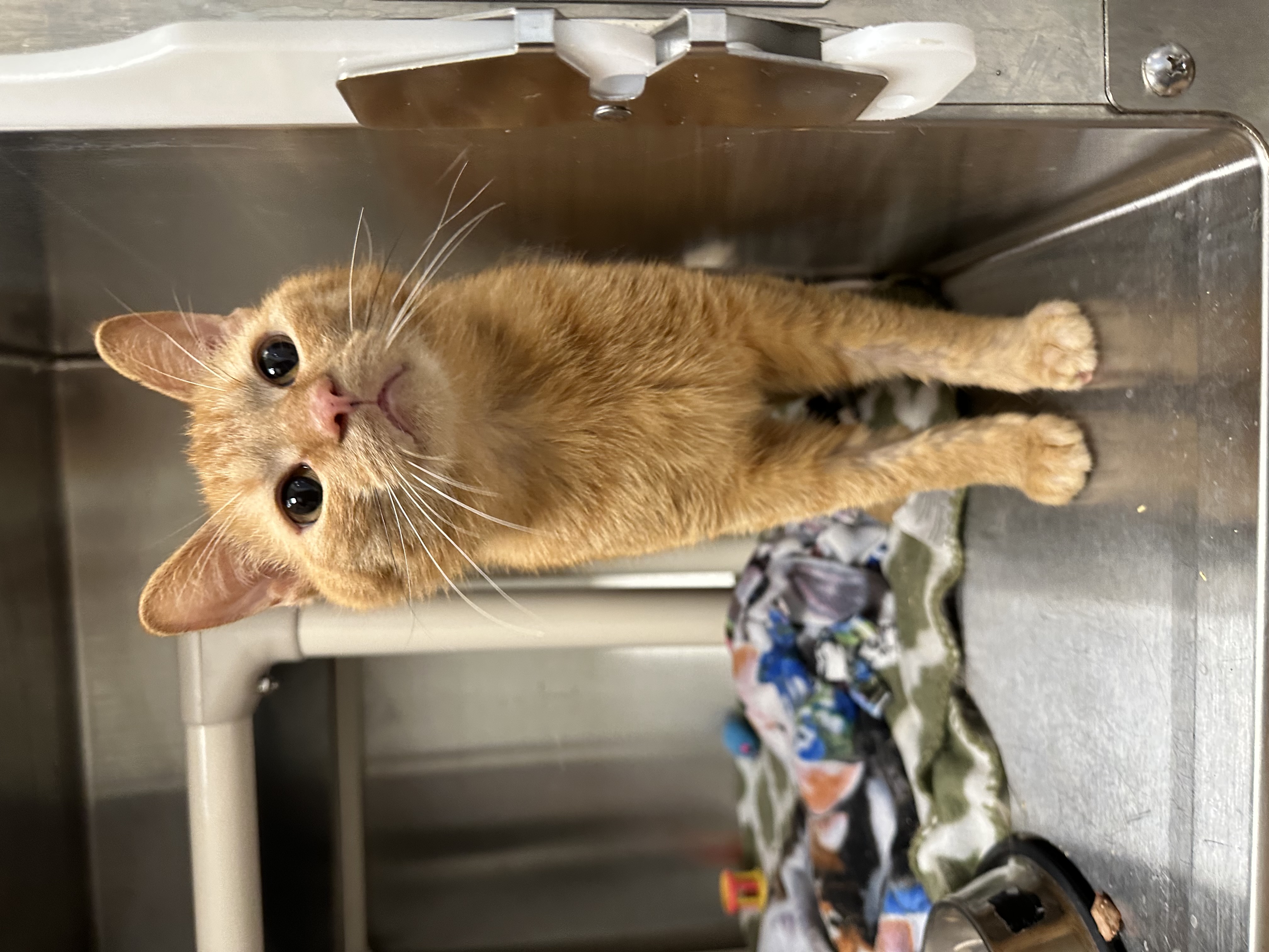 Cat for adoption Jupiter, a Domestic Short Hair in Evanston, IL