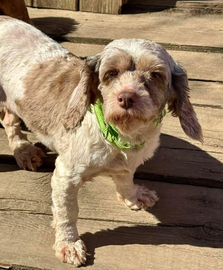 Enlarge Laura, a Adoptable Cockapoo in Buffalo, NY image 2/3