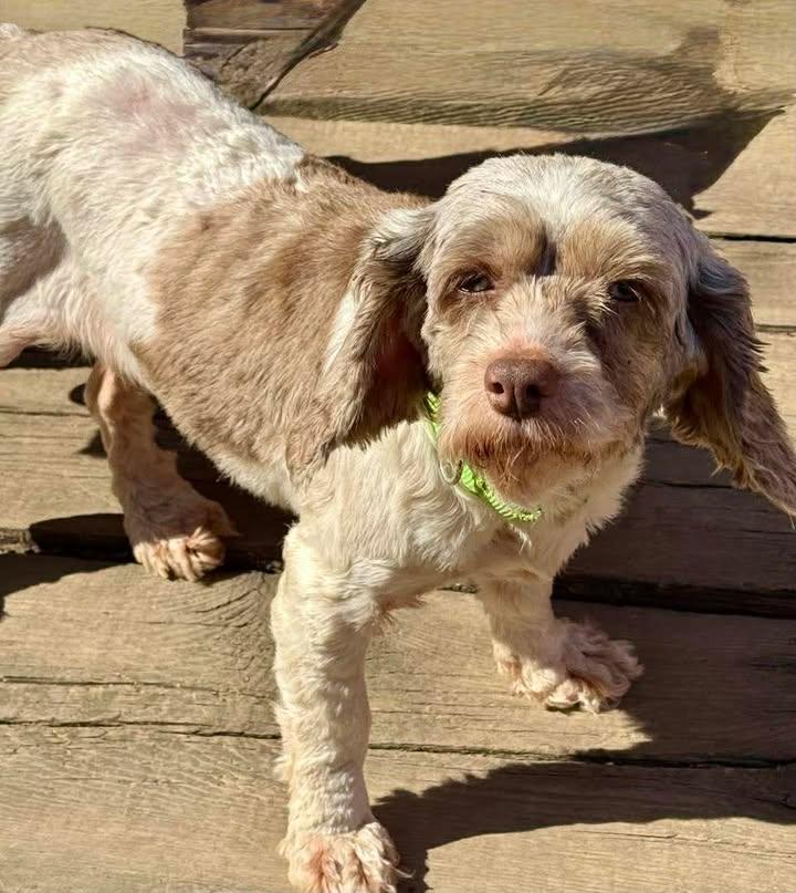 Enlarge Laura, a Adoptable Cockapoo in Buffalo, NY image 3/3