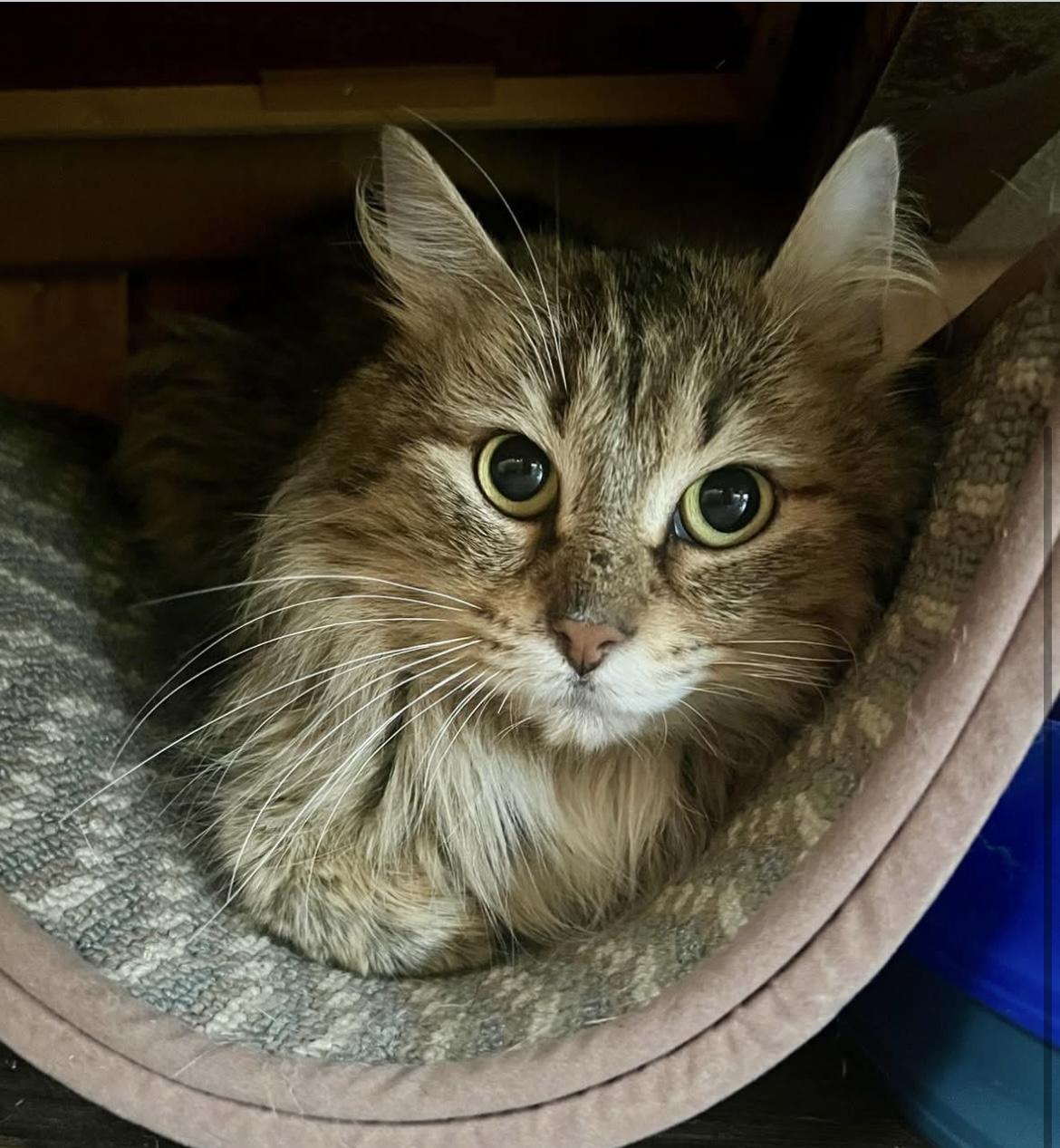 Kira, Young Female Domestic Short Hair
