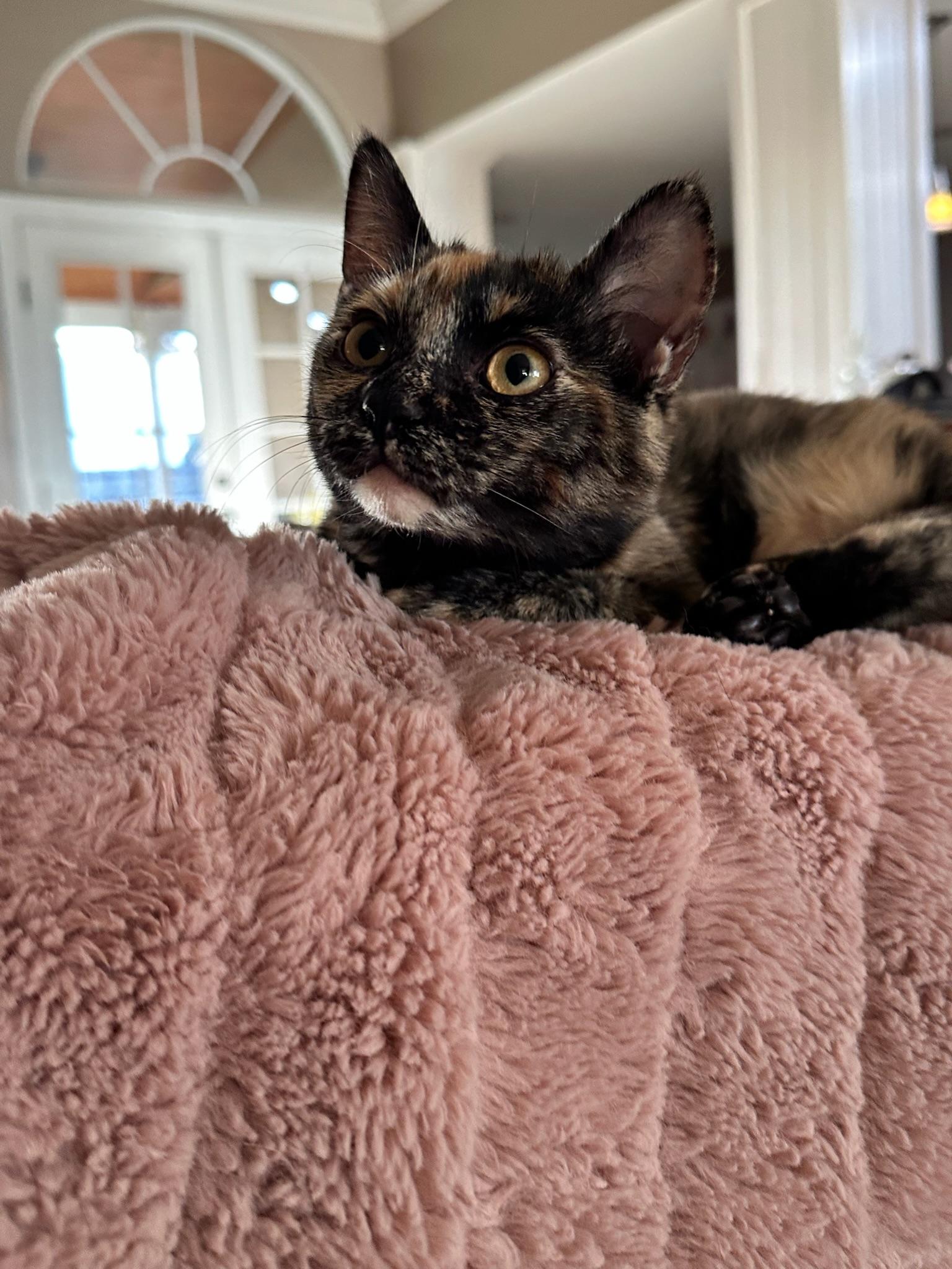 Enlarge Penny, a Adopted Tortoiseshell in Visalia, CA image 1/5