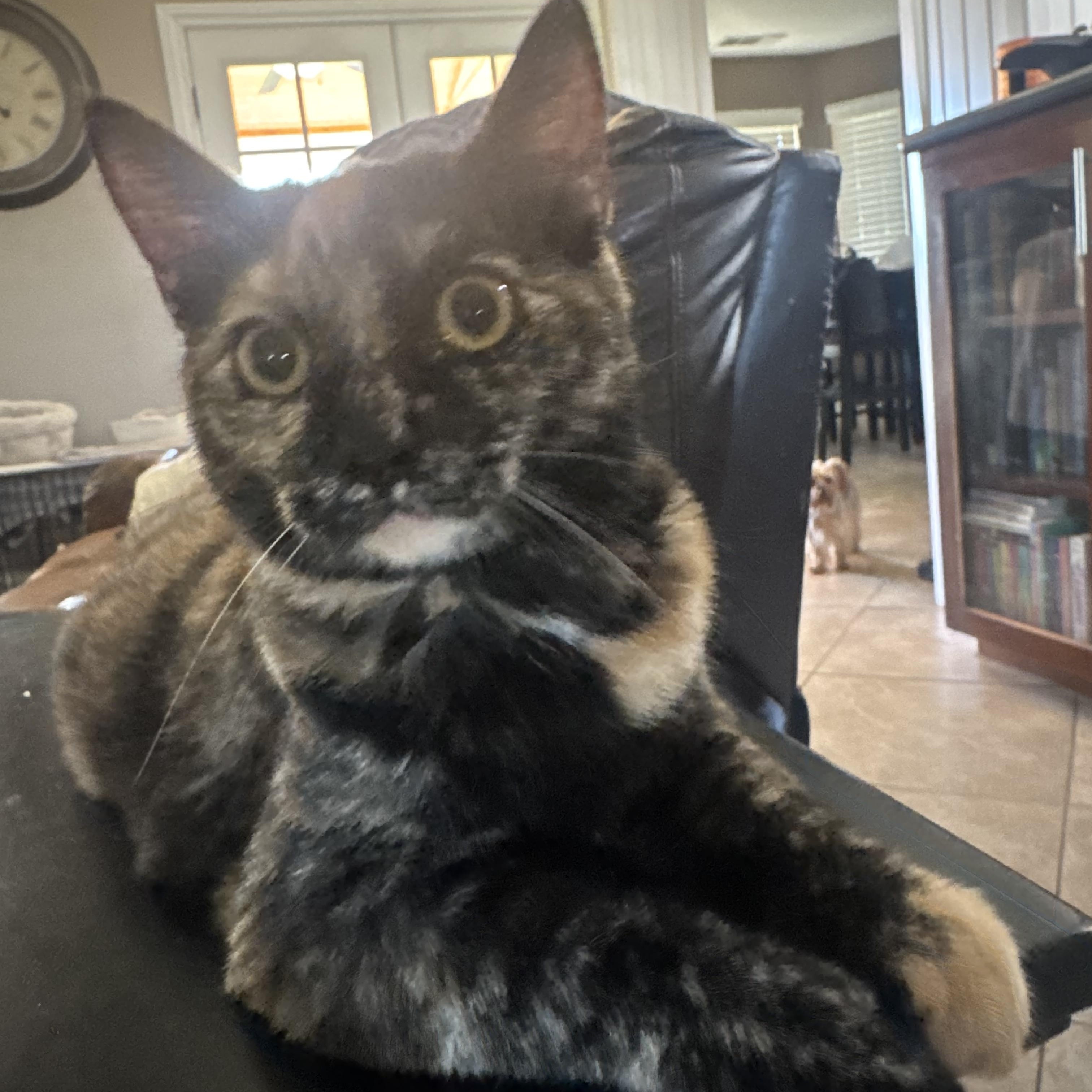 Enlarge Penny, a Adopted Tortoiseshell in Visalia, CA image 2/5