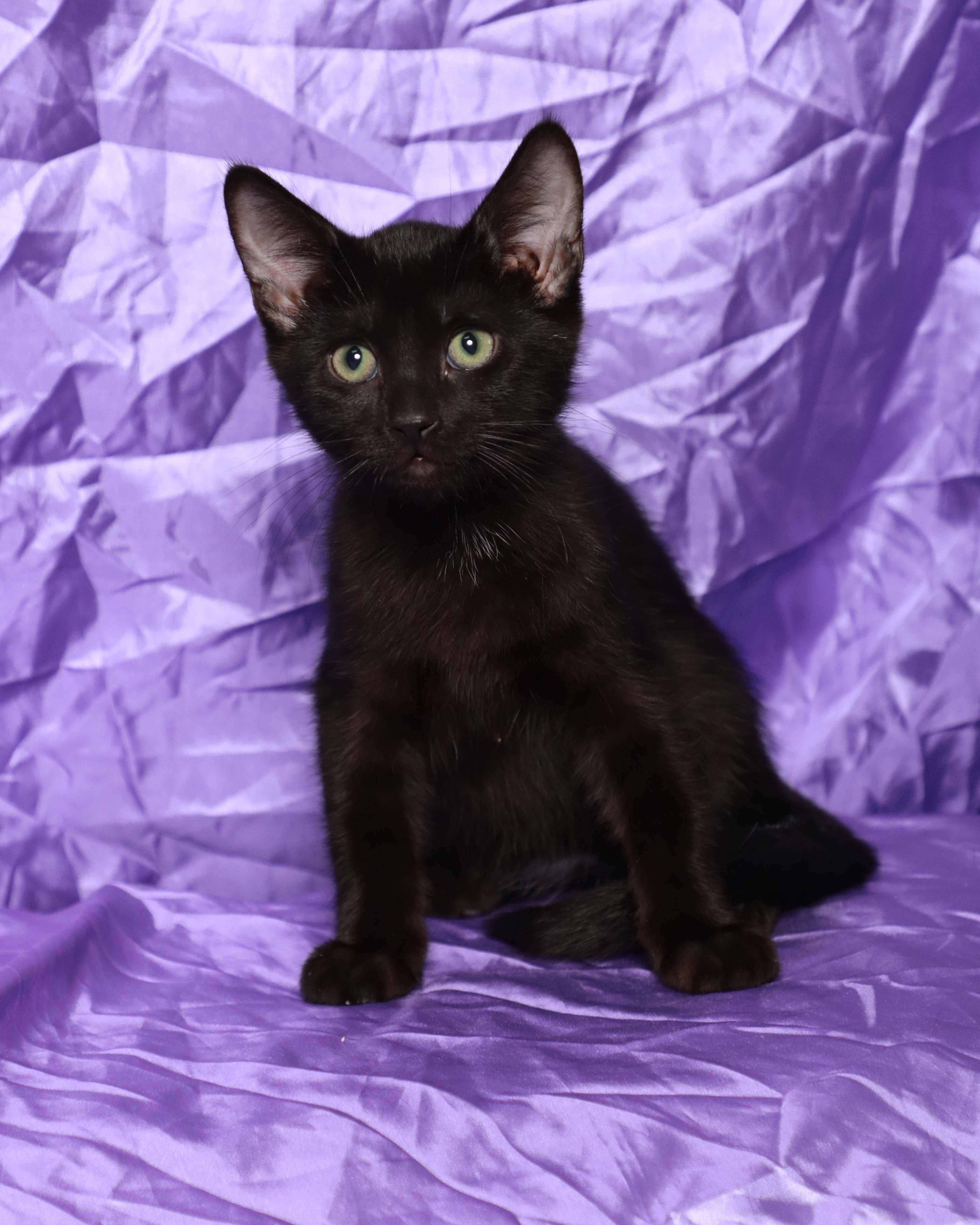 Salem, Adopted, Kitten Male Domestic Short Hair.