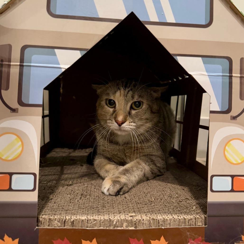 Kiki, a Adoptable Domestic Short Hair in Louisville, KY image 2/4