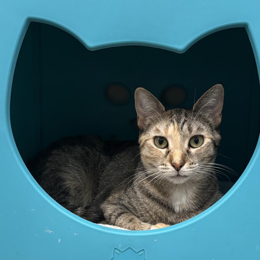 Kiki, a Adoptable Domestic Short Hair in Louisville, KY image 3/5