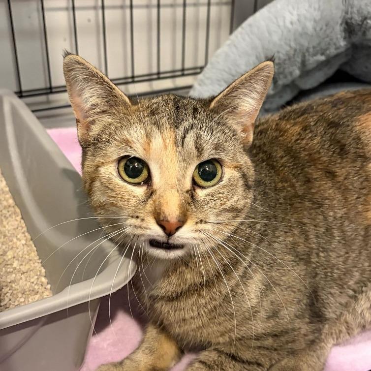 Kiki, Adoptable, Young Female Domestic Short Hair.
