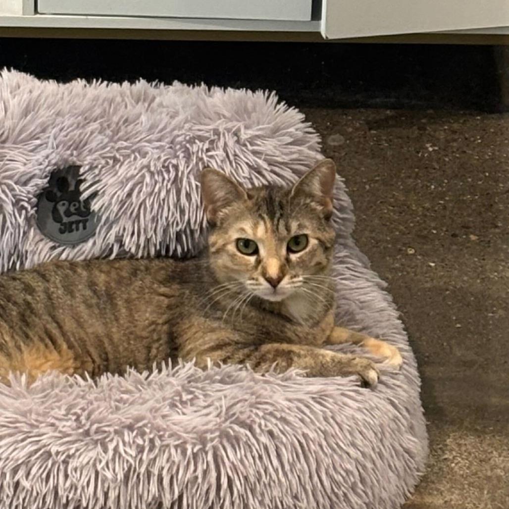 Kiki, a Adoptable Domestic Short Hair in Louisville, KY image 4/4