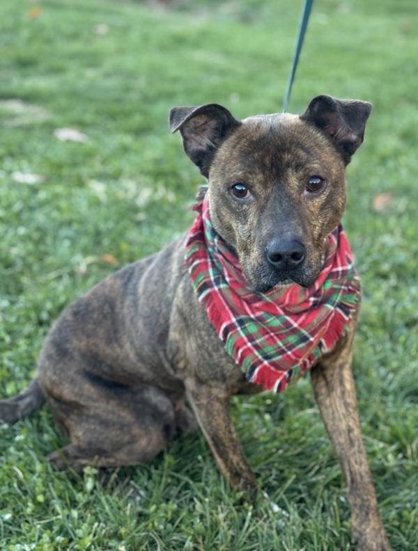 Enlarge Steven, a Adoptable mixed breed in Lancaster, OH image 1/4