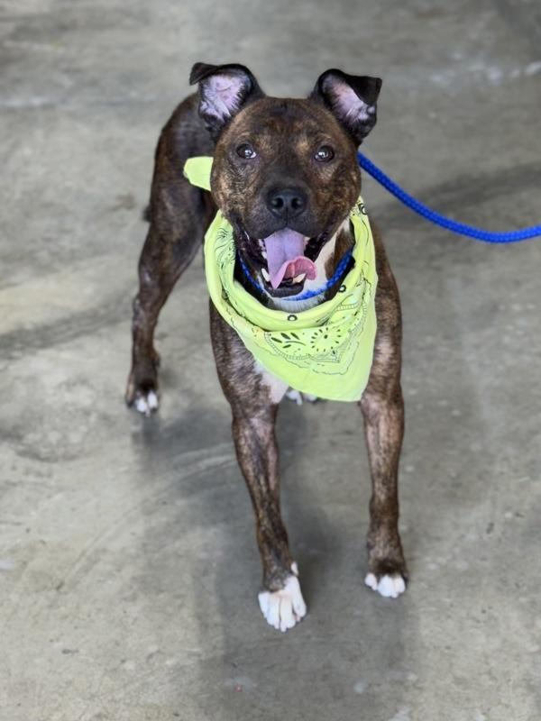 Enlarge Steven, a Adoptable mixed breed in Lancaster, OH image 3/4