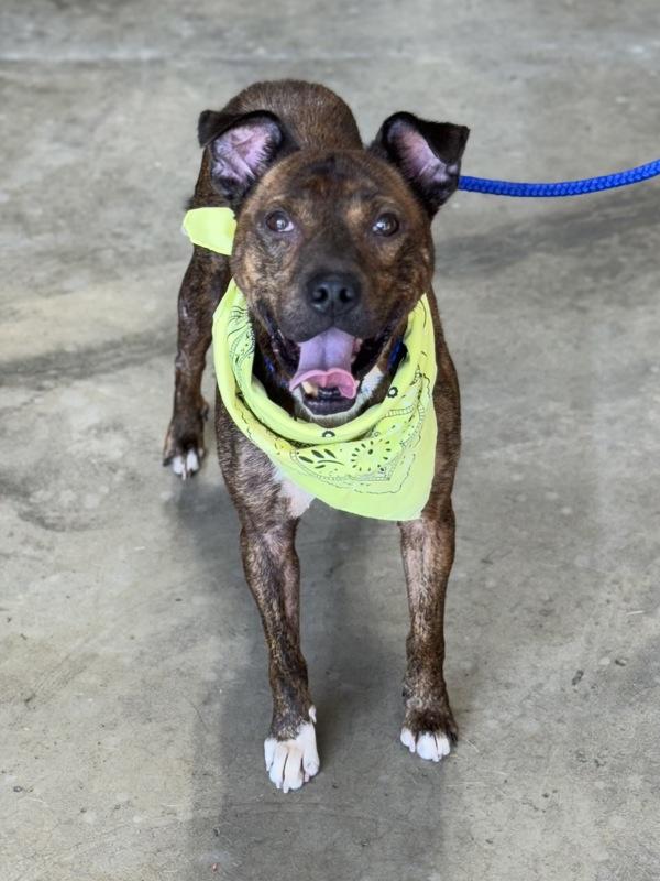 Enlarge Steven, a Adoptable mixed breed in Lancaster, OH image 4/4