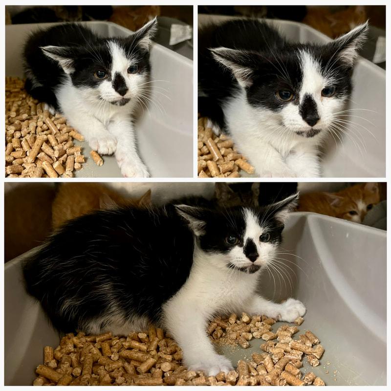Connie, adopted, Young Female Domestic Short Hair.