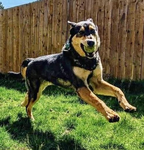 Garrus-local good boy with an impeccable resume! photo 3