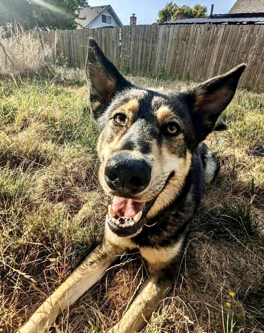 Garrus-local good boy with an impeccable resume! photo 4