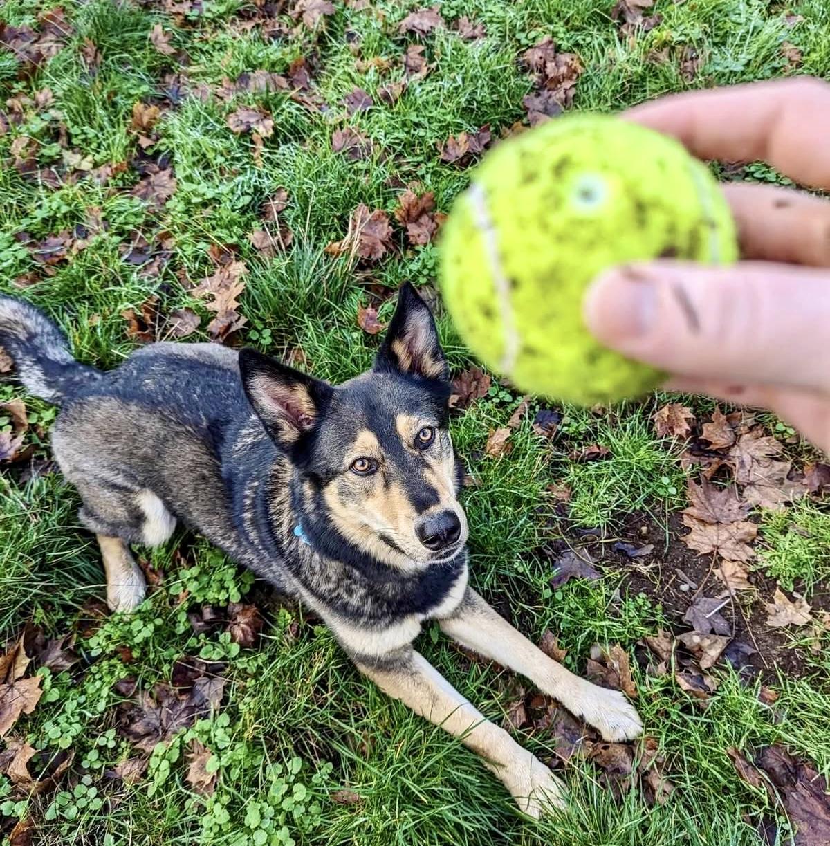 Garrus-local good boy with an impeccable resume! photo 6