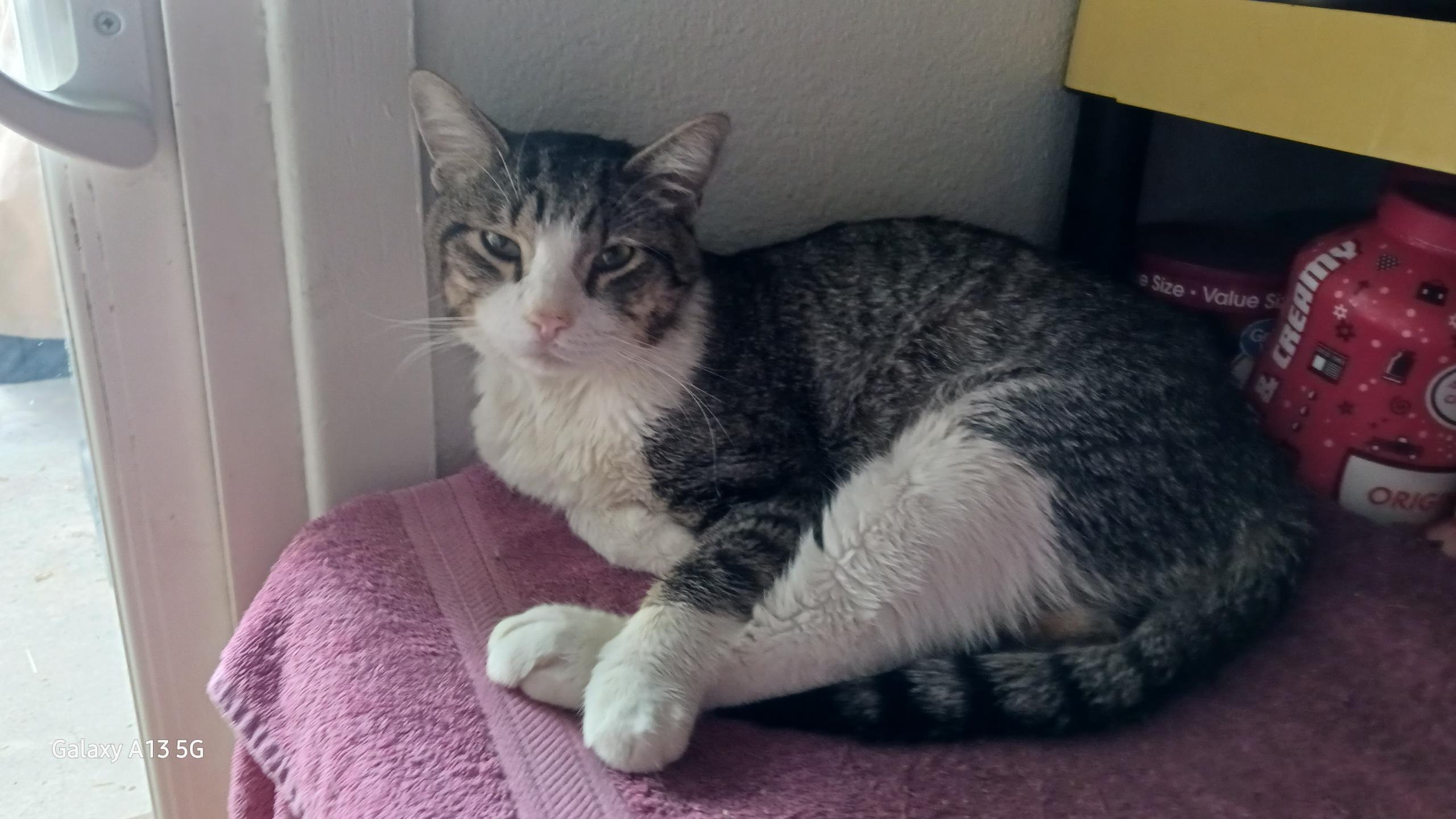 Gandalf , a ADOPTABLE Tabby in Phoenix, AZ image 4/5