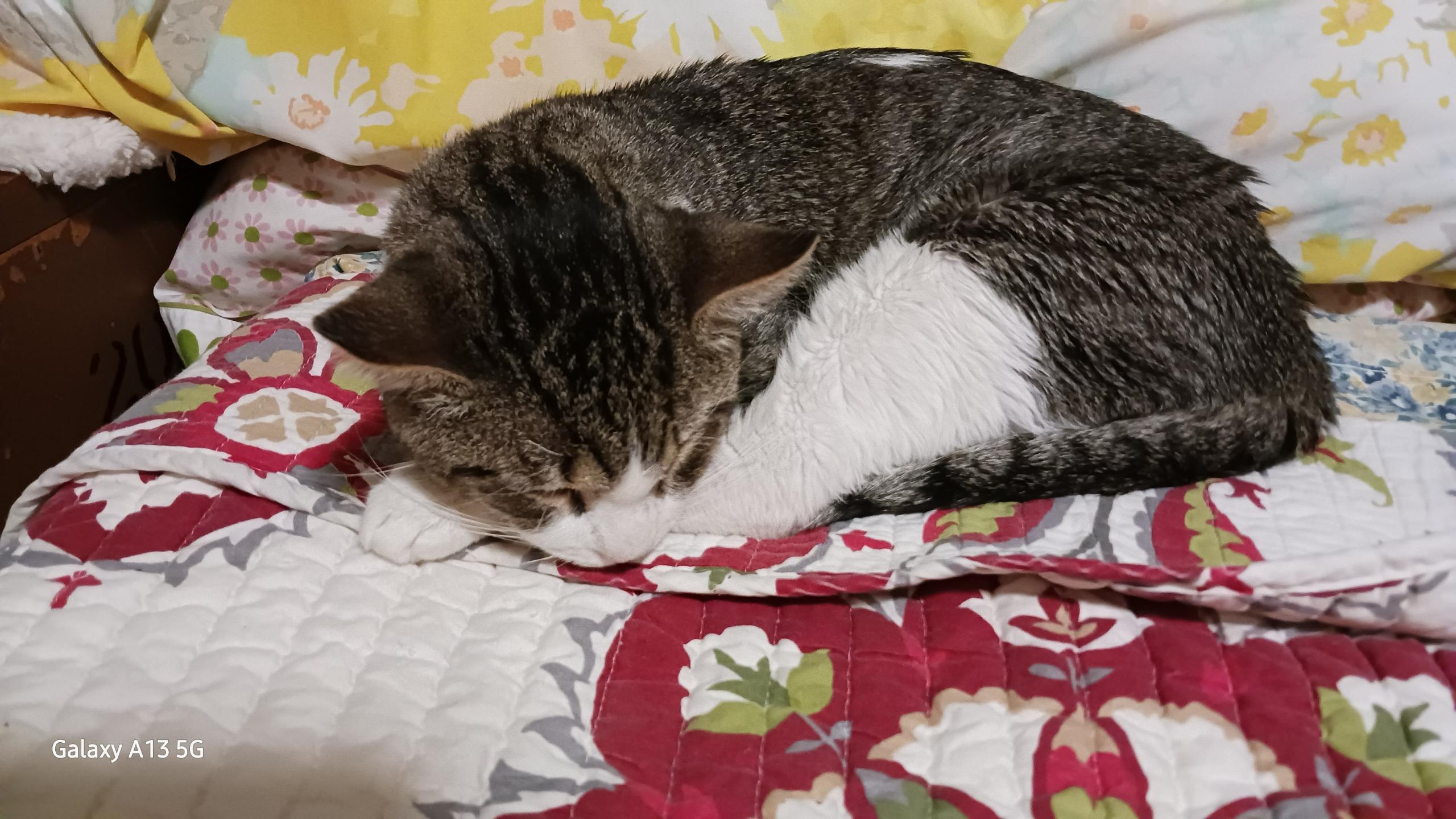 Gandalf , a ADOPTABLE Tabby in Phoenix, AZ image 1/5