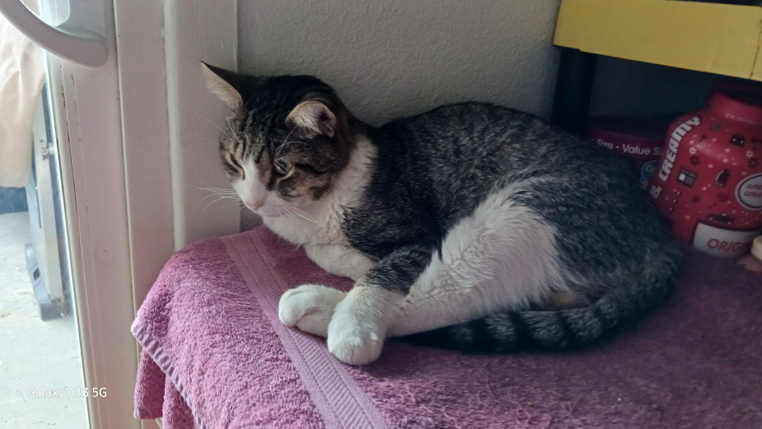 Gandalf , a ADOPTABLE Tabby in Phoenix, AZ image 5/5