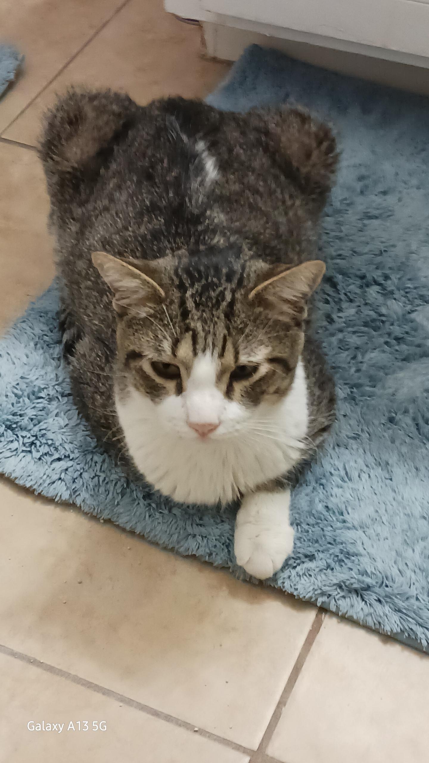 Gandalf , a ADOPTABLE Tabby in Phoenix, AZ image 3/5