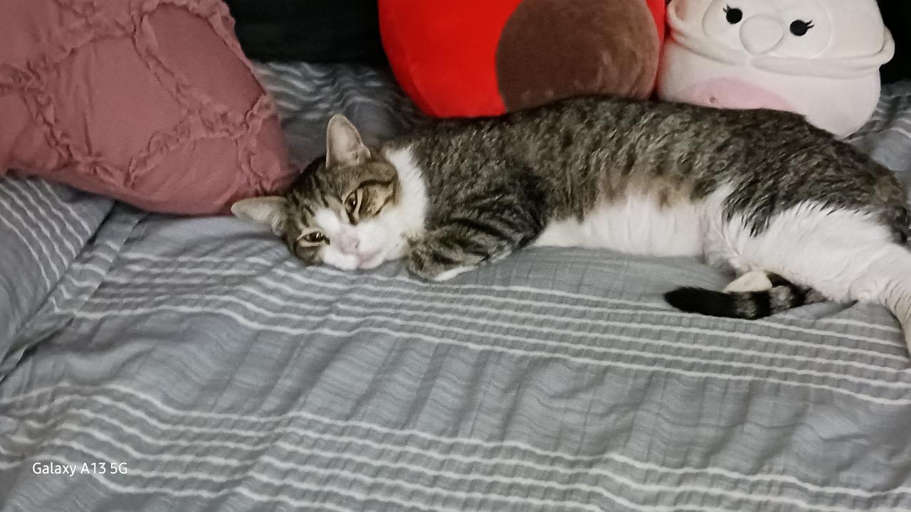 Gandalf , a ADOPTABLE Tabby in Phoenix, AZ image 2/5