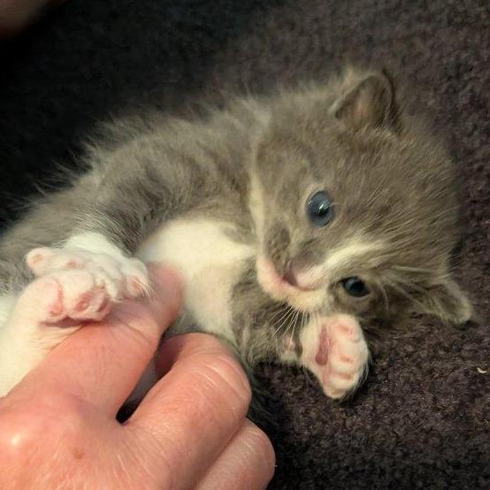 Enlarge Ash, a Adoptable Domestic Short Hair in Tampa, FL image 1/6