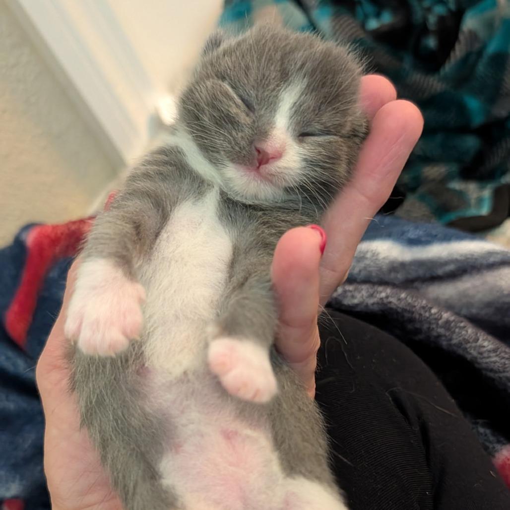 Enlarge Ash, a Adoptable Domestic Short Hair in Tampa, FL image 2/6