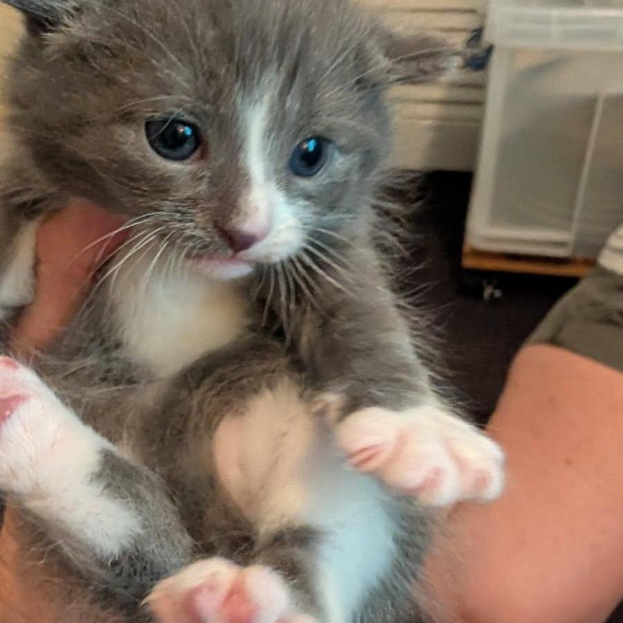 Enlarge Ash, a Adoptable Domestic Short Hair in Tampa, FL image 5/6