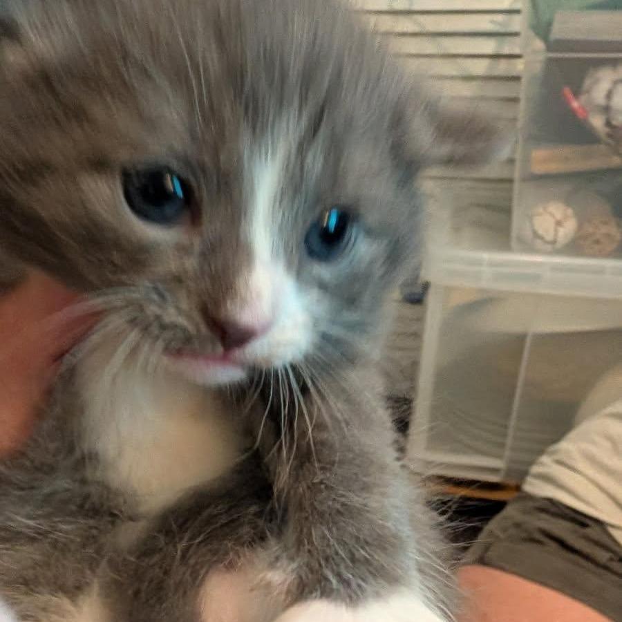 Enlarge Ash, a Adoptable Domestic Short Hair in Tampa, FL image 6/6