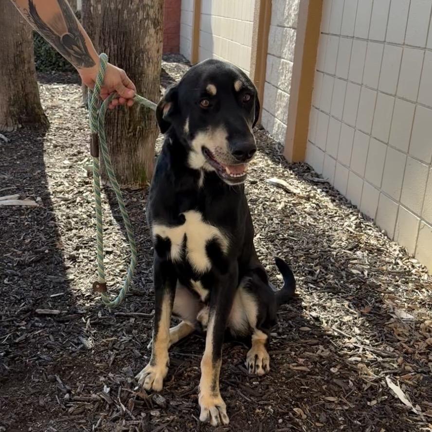 Warren, Adoptable, Adult Male Mixed Breed.